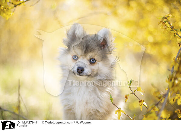 Pomsky / Pomsky / MW-27944