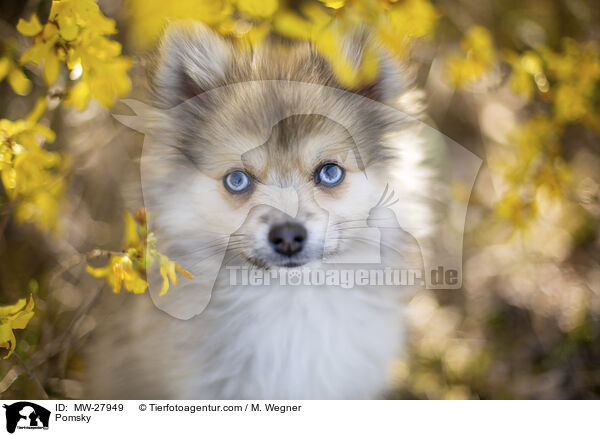 Pomsky / MW-27949