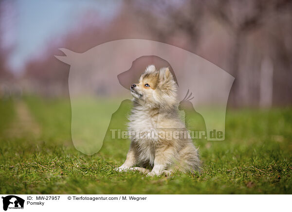 Pomsky / MW-27957