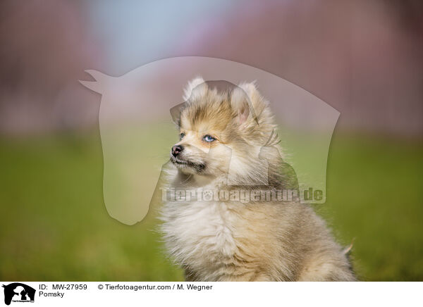 Pomsky / MW-27959