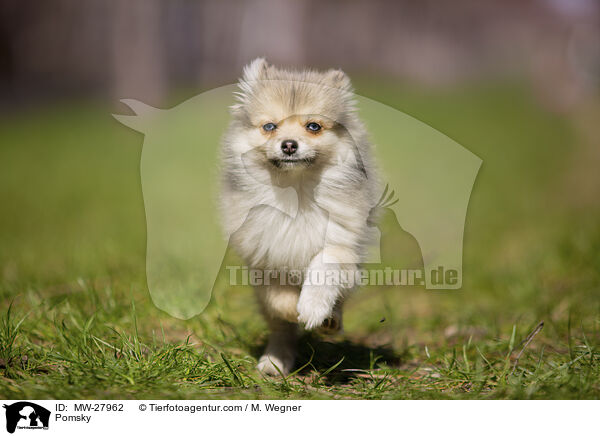 Pomsky / MW-27962