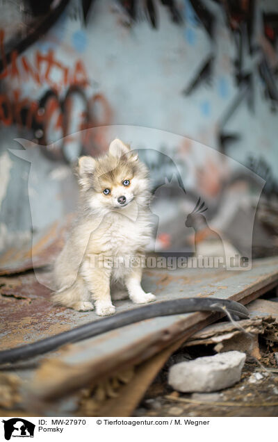 Pomsky / Pomsky / MW-27970