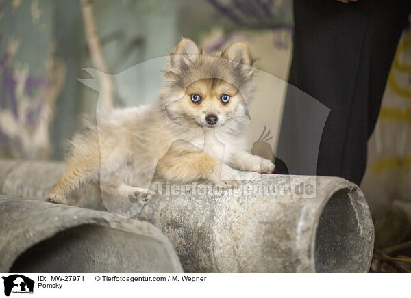 Pomsky / MW-27971