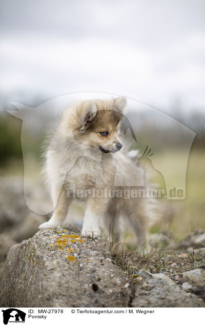 Pomsky / MW-27978