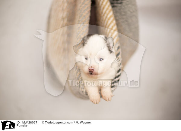 Pomsky / Pomsky / MW-28027