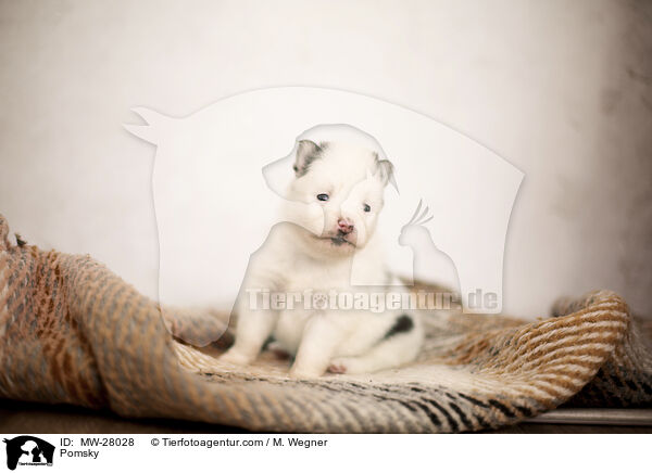 Pomsky / MW-28028