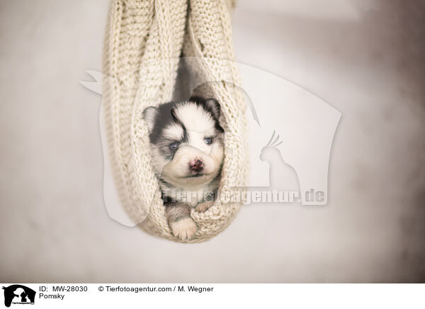Pomsky / MW-28030