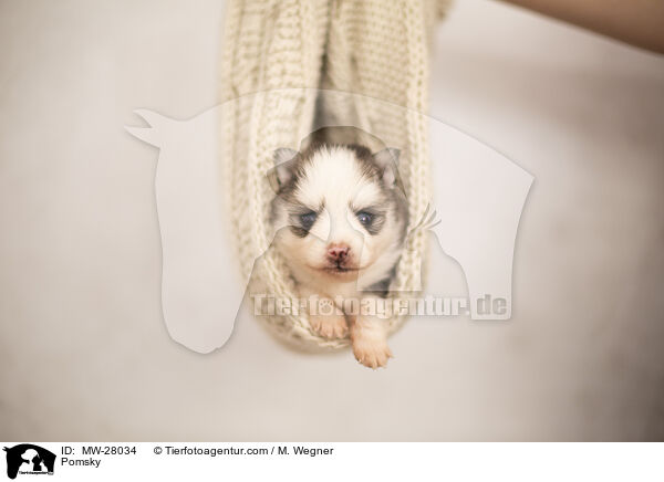 Pomsky / Pomsky / MW-28034