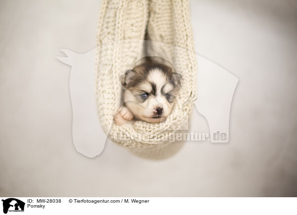 Pomsky / Pomsky / MW-28038