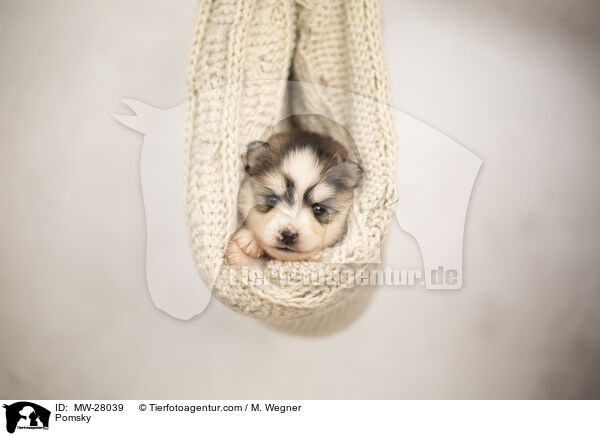 Pomsky / MW-28039