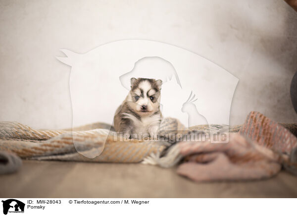 Pomsky / MW-28043