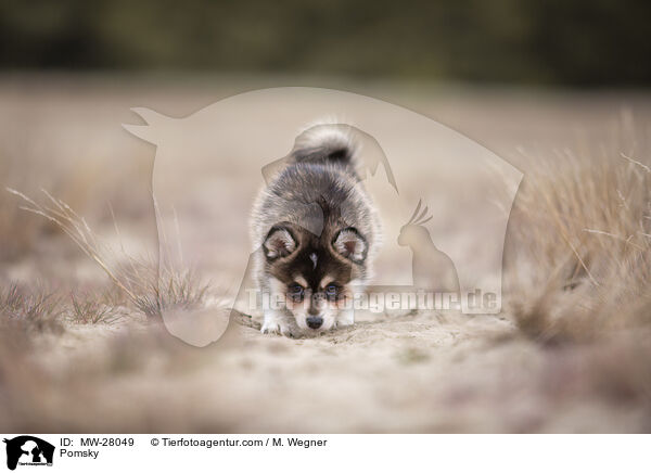 Pomsky / MW-28049