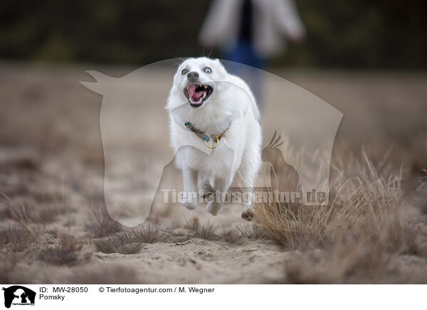 Pomsky / Pomsky / MW-28050