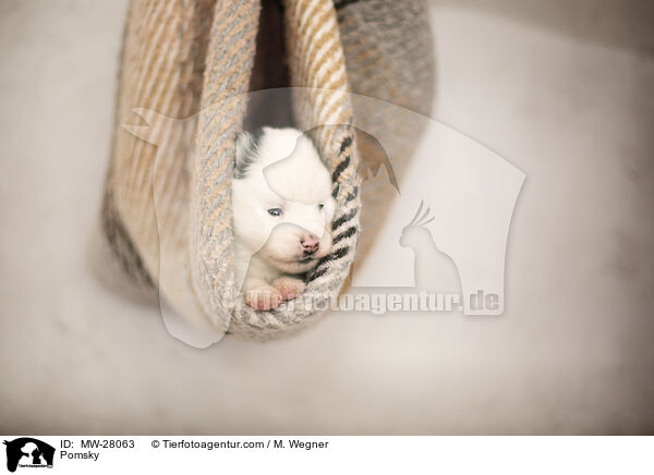 Pomsky / Pomsky / MW-28063