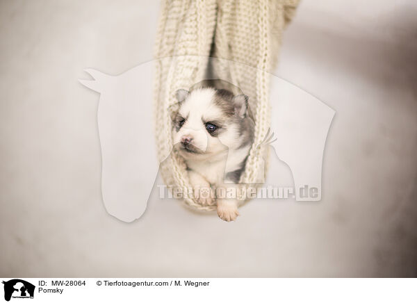Pomsky / Pomsky / MW-28064