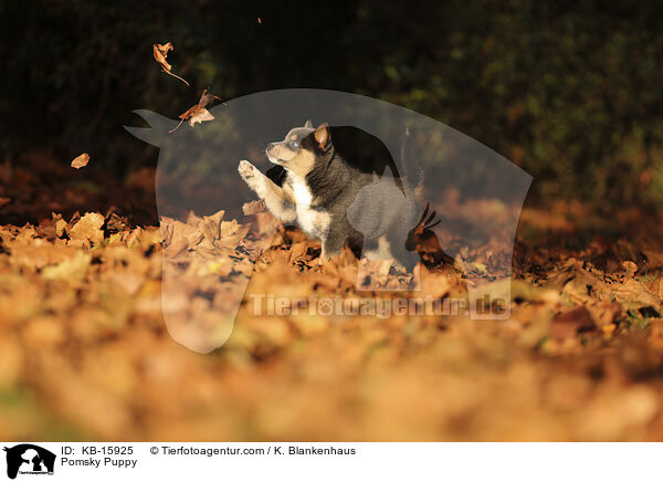 Pomsky Welpe / Pomsky Puppy / KB-15925