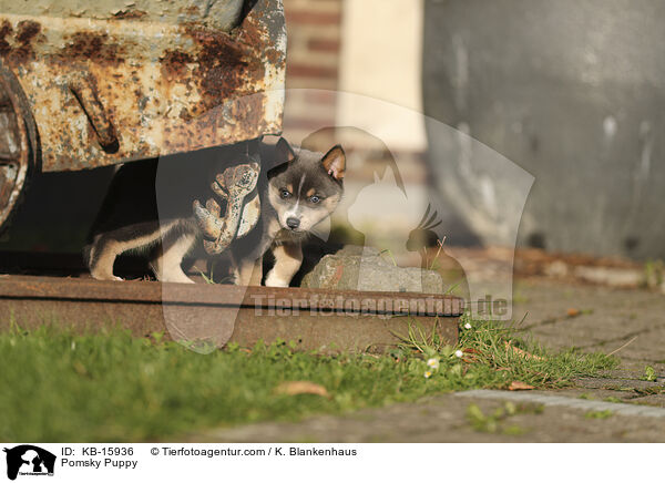 Pomsky Welpe / Pomsky Puppy / KB-15936