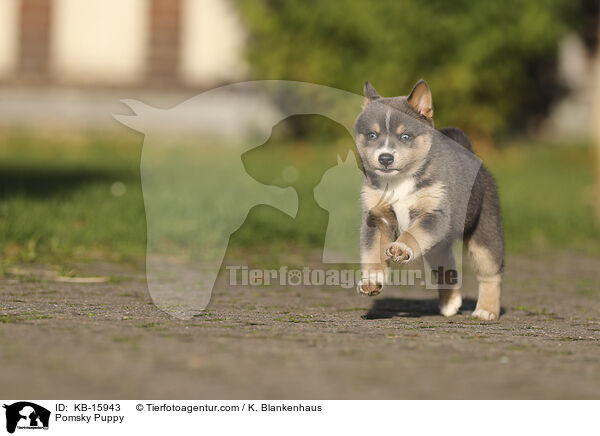 Pomsky Welpe / Pomsky Puppy / KB-15943