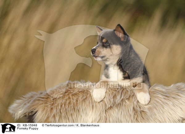 Pomsky Puppy / KB-15948