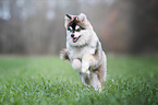 running young Pomsky