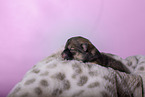 newborn Pomsky