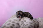 newborn Pomsky