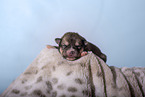 newborn Pomsky