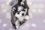 Pomsky Puppy