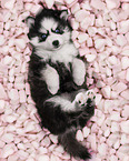 Pomsky Puppy