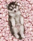 Pomsky Puppy