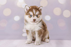 Pomsky Puppy