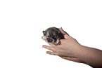 Pomsky Puppy