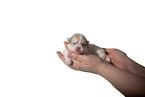 Pomsky Puppy