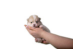 Pomsky Puppy