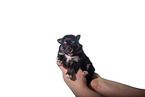 Pomsky Puppy