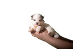 Pomsky Puppy