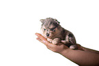 Pomsky Puppy