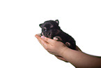 Pomsky Puppy