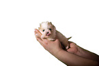 Pomsky Puppy