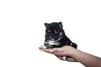 Pomsky Puppy