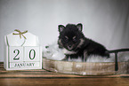 Pomsky Puppy