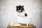Pomsky Puppy