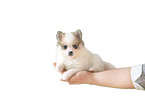Pomsky Puppy