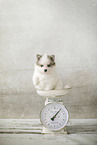Pomsky Puppy