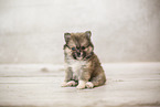 Pomsky Puppy