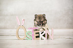 Pomsky Puppy