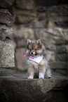 Pomsky Puppy
