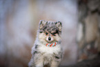 Pomsky Puppy