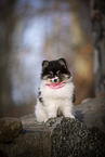 Pomsky Puppy