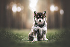 Pomsky Puppy